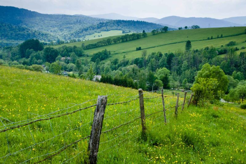 chmiel bieszczady.jpg